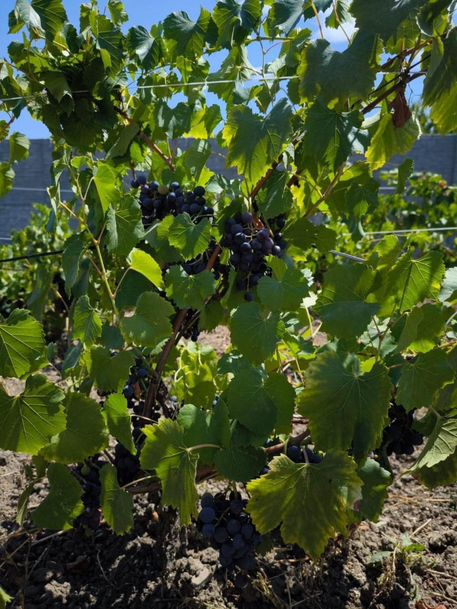 Къща в село Гюловца близо до морето с 2 спални, България