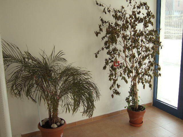 Sonnige Wohnung in Sofia. Balchik BULGARIEN