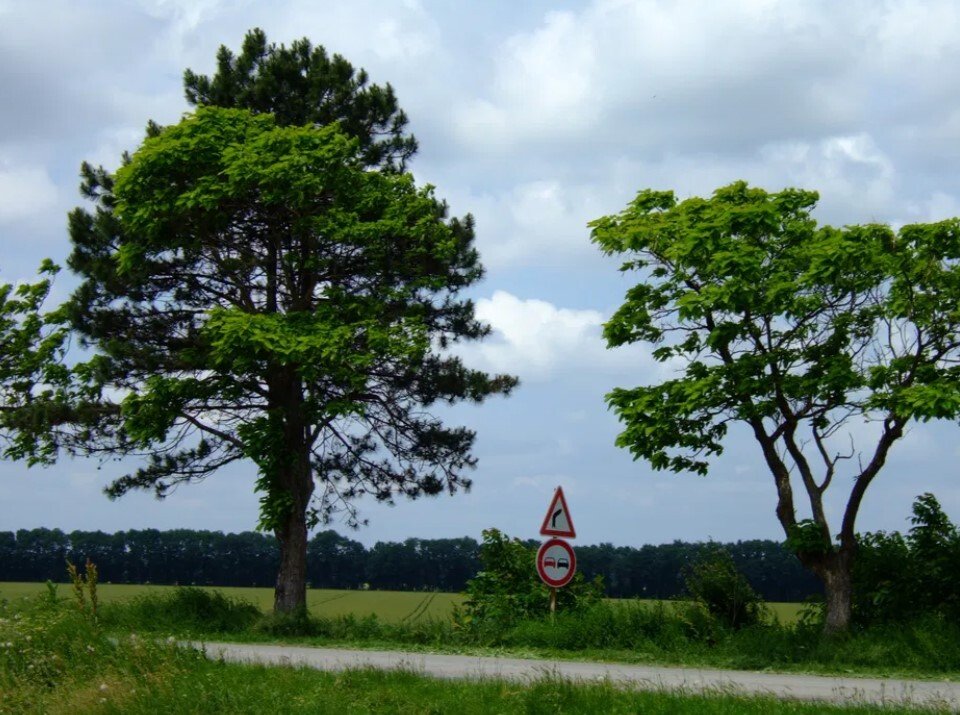 Grundstück im Dorf Sokolovo BULGARIEN