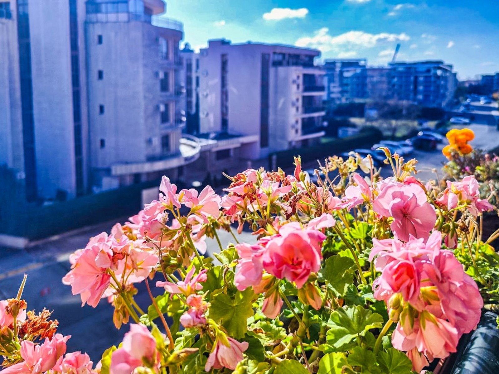 3 Zimmer Wohnung im Komplex Kassandra Sonnenstrand Bulgarien