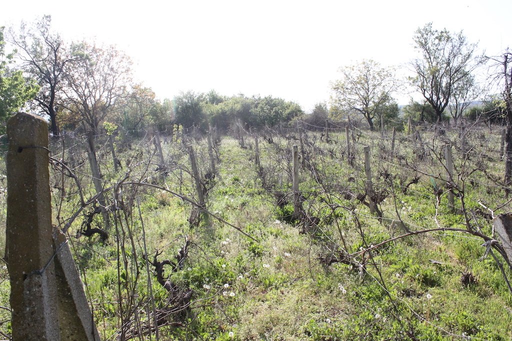 Grundstück mit altem Haus in Goritsa Bulgarien