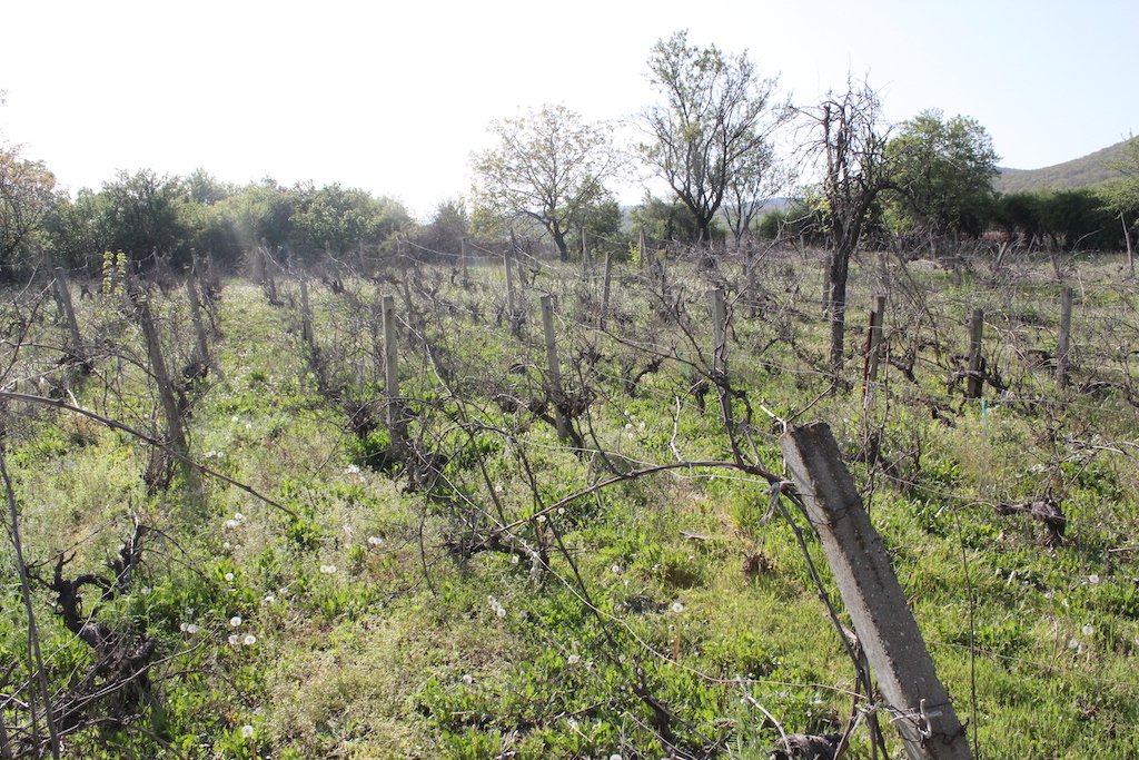 Grundstück mit altem Haus in Goritsa Bulgarien