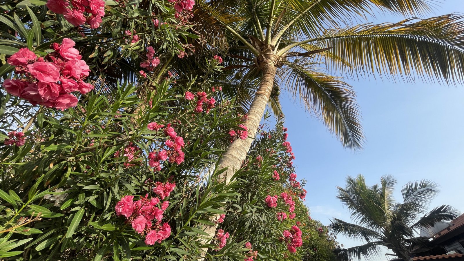 Modernes Studio-Apartment mit Garten in einem erstklassigen Strandresort auf den Kapverden.