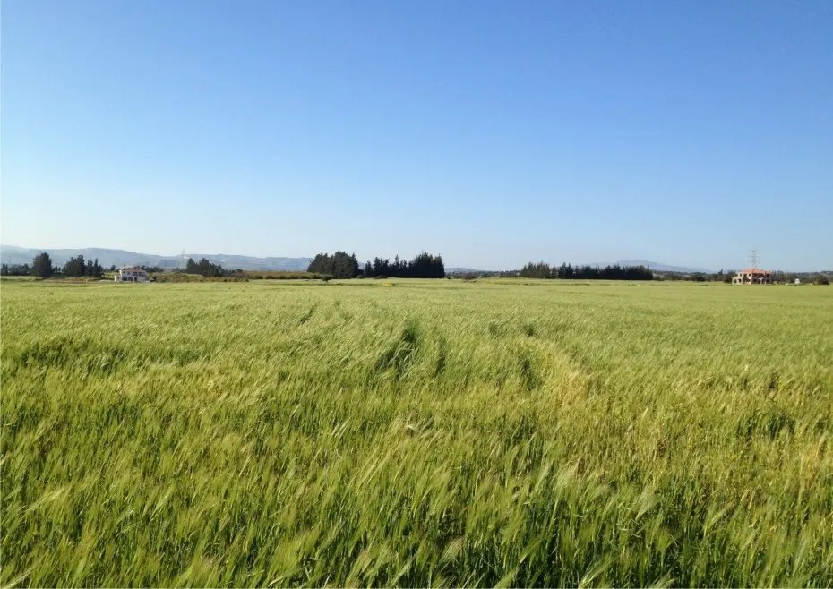 Kouklia: Landwirtschaftliche Flächen in Kouklia, Paphos 
