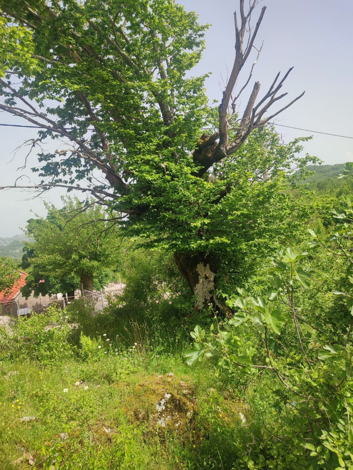 Traditionelles Steinhaus, Bergidylle und großes Grundstück in Bjeloši, Cetinje