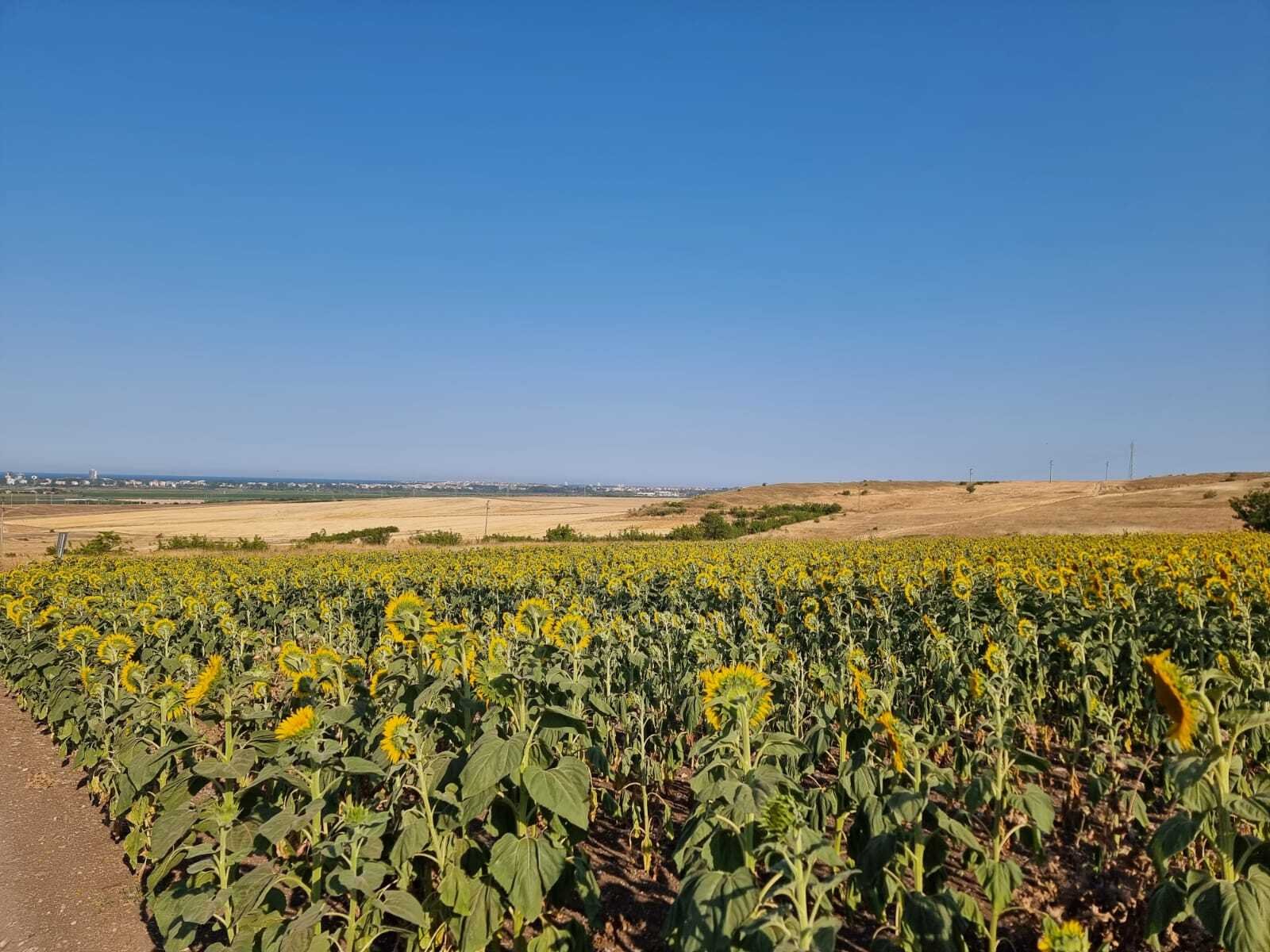 Building plot with sea view near Tankovo, Bulgaria