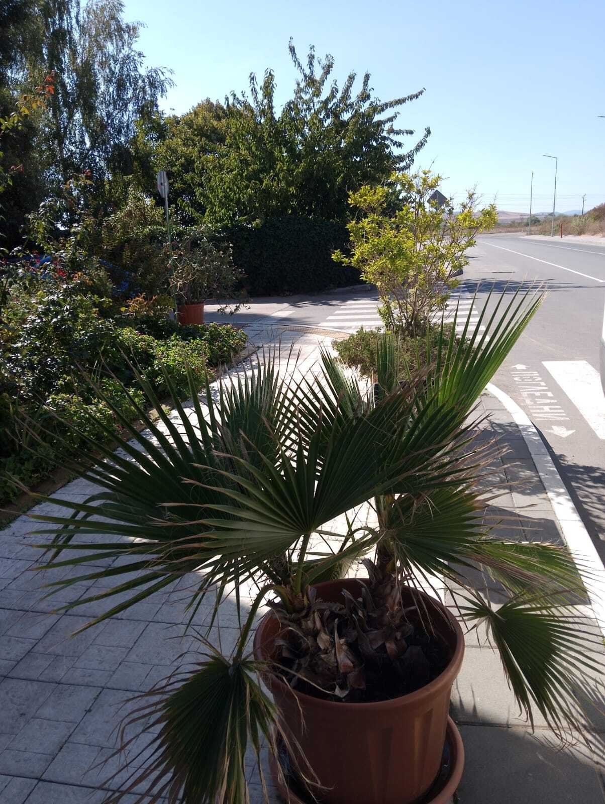 Various 2-room apartments for long-term rent at Sunny Beach