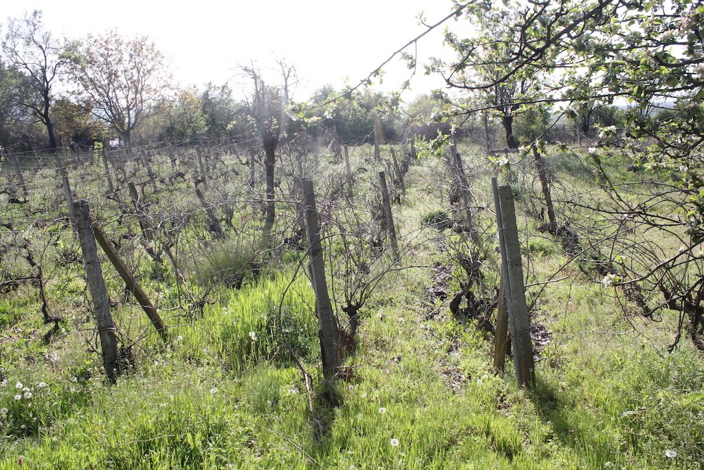 Terreno con vecchia casa a Goritsa, Bulgaria
