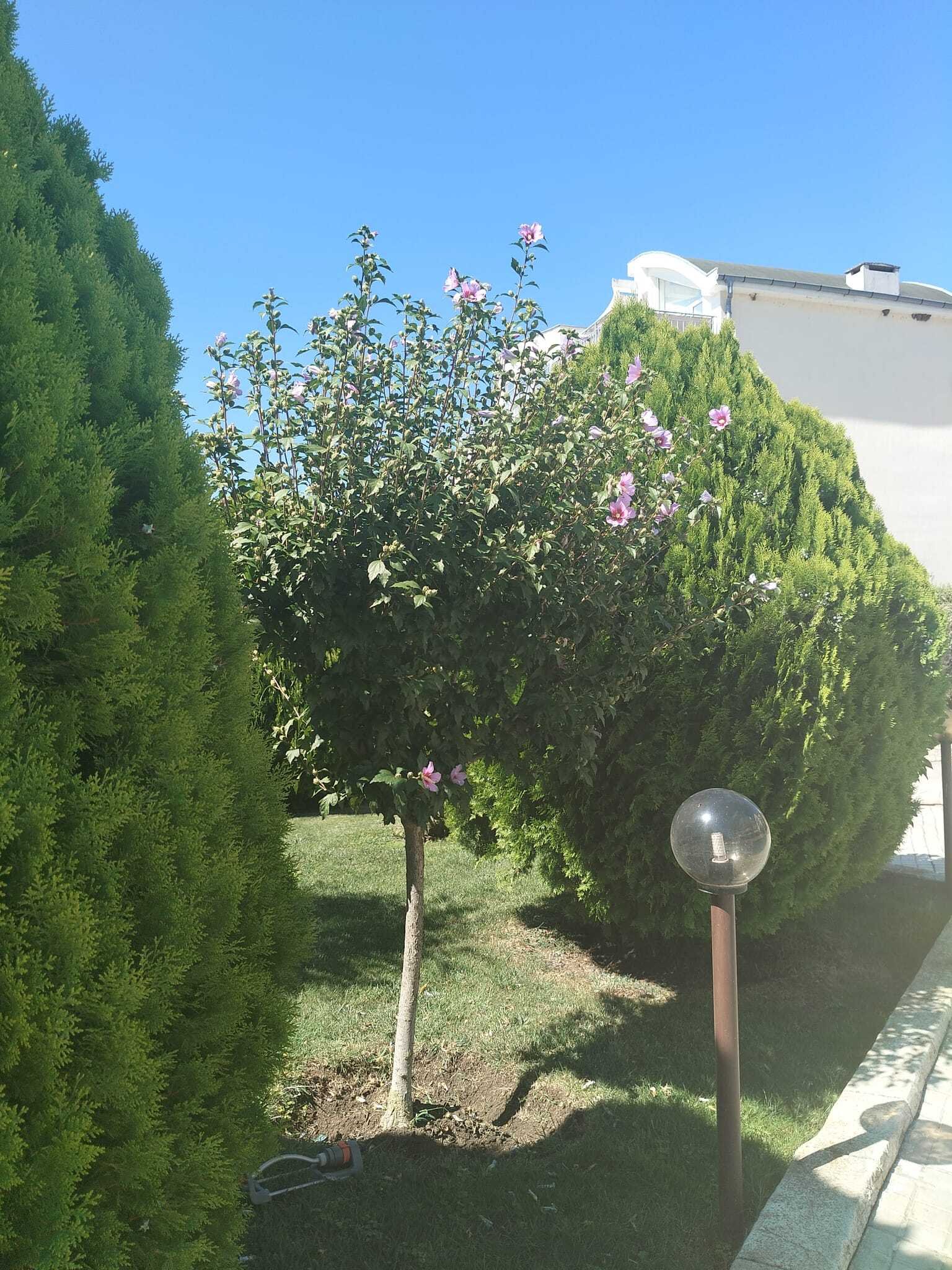 Kosharitsa Bulgaria, appartamento con 2 camere, Sunset Resort