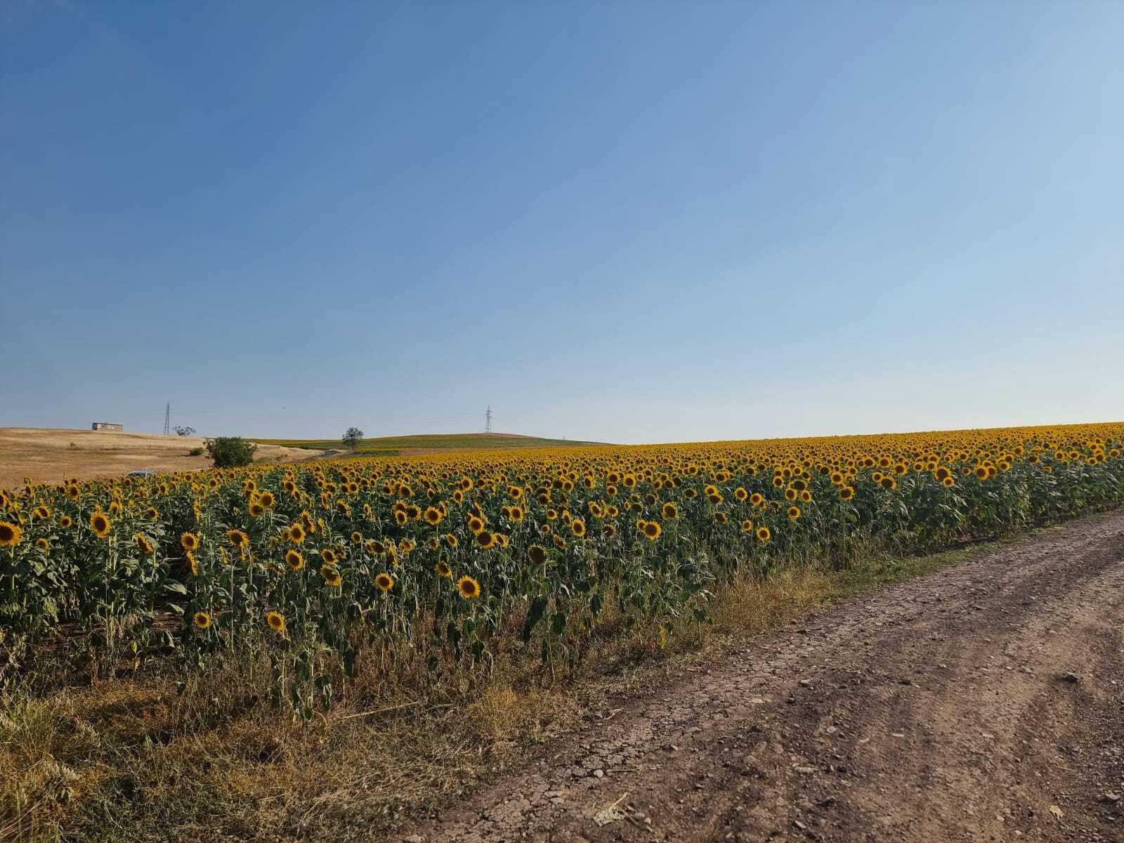 Tankovo: Działka budowlana z widokiem na morze w pobliżu Tankovo, Bułgaria 